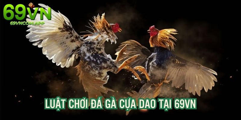 Luật chơi đá gà cựa dao chi tiết, đầy đủ cho người mới