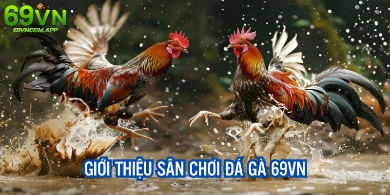 Giới thiệu nhanh về chuyên mục đá gà của nhà cái